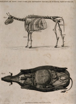 view Skeleton and dissection of a cow: two figures, above, a side view of the skeleton, below, a dissection of the underside of a cow, showing the internal organs. Etching, 1823.