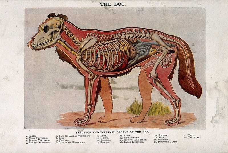 Anatomy of a male dog: cross-section, showing the skeleton ...