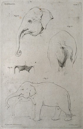 Four studies of elephants, including a side-view of an elephant with a bandaged leg, with details of the head, breasts and genital area. Etching with stipple, by R. Vinkeles 1787/1800 (?), after P. Camper, 1770-1779.