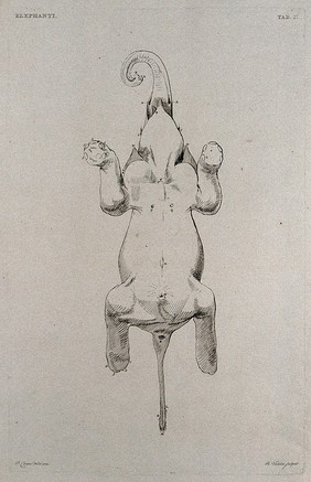 An elephant, seen from below. Etching by R. Vinkeles 1787/1800 (?), after P. Camper, 1774.