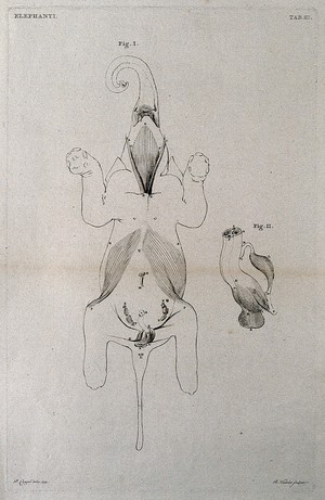 view An elephant, part-dissected, seen from below: two figures, showing the muscles. Etching by R. Vinkeles 1787/1800 (?), after P. Camper, 1774.