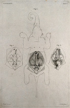 An elephant, with its abdomen dissected, seen from below: three figures, including two details showing the kidneys and bladder. Etching by R. Vinkeles 1787/1800 (?), after P. Camper, 1774.