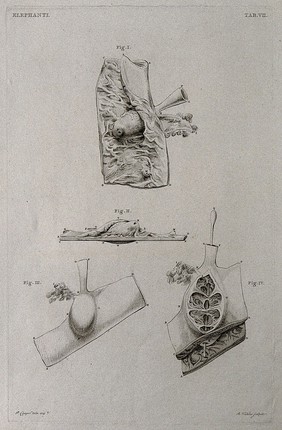 Dissection of the internal organs of an elephant: four figures. Etching by R. Vinkeles 1787/1800 (?), after P. Camper, 1774.