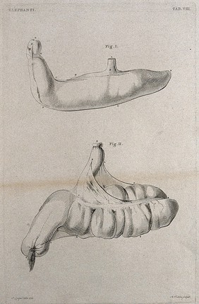 Dissection of the reproductive organs (?) of a male elephant: two figures. Etching by R. Vinkeles 1787/1800 (?), after P. Camper, 1774.