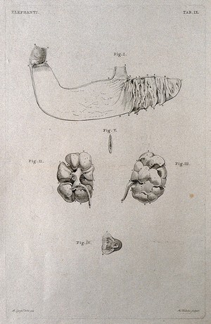 view Dissection of the reproductive organs (?) of a male elephant: five figures. Etching by R. Vinkeles 1787/1800 (?), after P. Camper, 1774.