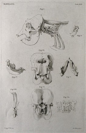 Skull of an elephant: eight figures showing the skull and jawbone. Etching by R. Vinkeles 1787/1800 (?), after P. Camper, 1774.