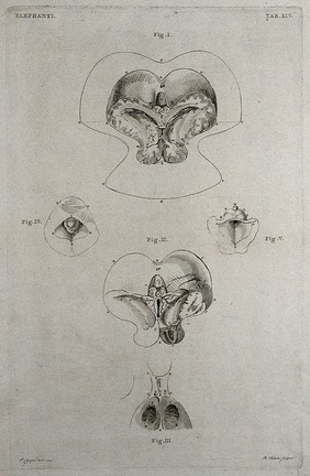 Dissection of the internal organs (brain?) of an elephant: five figures. Etching by R. Vinkeles 1787/1800 (?), after P. Camper, 1774.