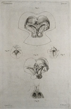 view Dissection of the internal organs (brain?) of an elephant: five figures. Etching by R. Vinkeles 1787/1800 (?), after P. Camper, 1774.