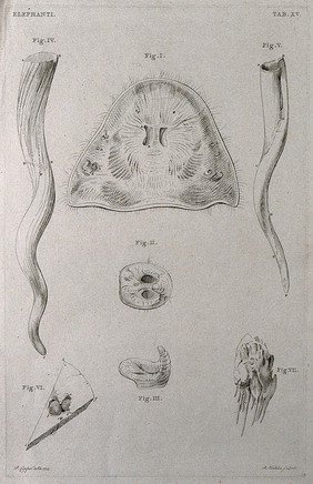 Dissections of an elephant's trunk and tusks: seven figures. Etching by R. Vinkeles 1787/1800 (?), after P. Camper, 1774.