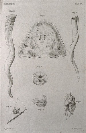 view Dissections of an elephant's trunk and tusks: seven figures. Etching by R. Vinkeles 1787/1800 (?), after P. Camper, 1774.