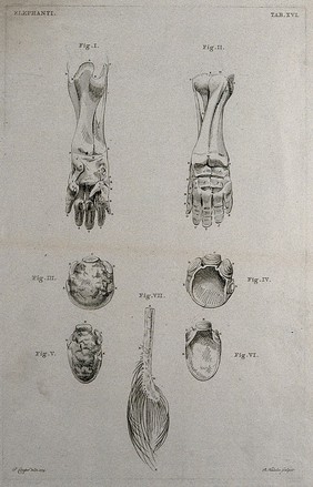 Dissections of an elephant's foot and tail: seven figures. Etching by R. Vinkeles 1787/1800 (?), after P. Camper, 1774.