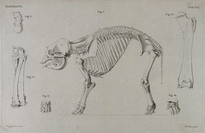 view Skeleton of an elephant: six figures including a side view of the skeleton, with details of the bones of the limbs and feet. Etching by R. Vinkeles 1787/1800 (?), after P. Camper, 1786.