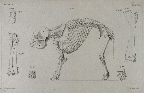 Skeleton of an elephant: six figures including a side view of the skeleton, with details of the bones of the limbs and feet. Etching by R. Vinkeles 1787/1800 (?), after P. Camper, 1786.