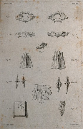 Bones of an elephant: twelve figures showing details of bones. Etching by R. Vinkeles 1787/1800 (?), after P. Camper, ca. 1787.