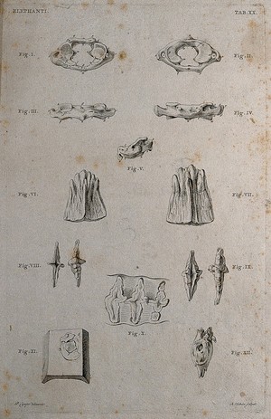 view Bones of an elephant: twelve figures showing details of bones. Etching by R. Vinkeles 1787/1800 (?), after P. Camper, ca. 1787.