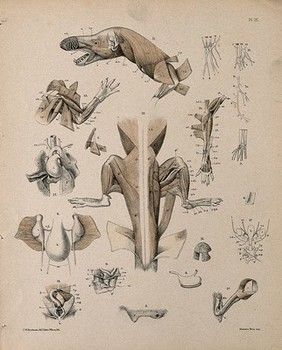 Dissection of a mole: eighteen figures, including details of the animal's musculature and internal organs. Lithograph by E. Wilson after F.W. Brookman.