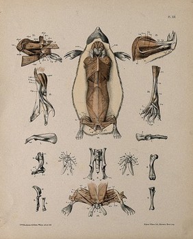 Dissections of a mole: sixteen figures, showing the bones and musculature of the animal. Lithograph by E. Wilson and F.W. Brookman, 1880/1900?.