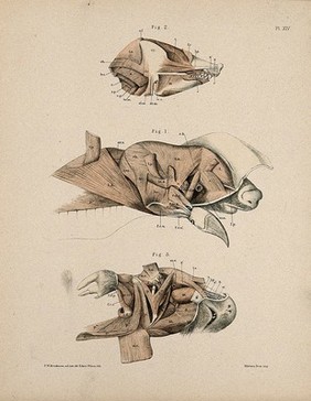 Dissections of the head of a mole: three figures, showing the musculature of the animal's head and neck. Lithograph by E. Wilson and F.W. Brookman, 1880/1900?.