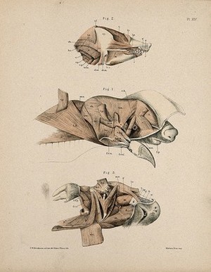 view Dissections of the head of a mole: three figures, showing the musculature of the animal's head and neck. Lithograph by E. Wilson and F.W. Brookman, 1880/1900?.