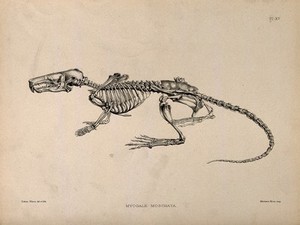 view Skeleton of a desman (Myogale Moschata): an amphibious, insectivorous mammal allied to the mole family. Lithograph by E. Wilson, 1880/1900?.