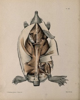 Dissection of a mole: view of the underside of the animal, showing the musculature. Lithograph by R. Mintern after F.W. Brookman, 1880/1900?.