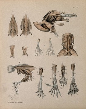 Dissections of a mole: thirteen figures, including the musculature of the head, neck, legs and feet. Lithograph by R. Mintern after F.W. Brookman, 1880/1900?.