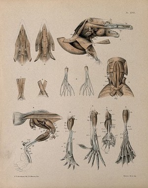 view Dissections of a mole: thirteen figures, including the musculature of the head, neck, legs and feet. Lithograph by R. Mintern after F.W. Brookman, 1880/1900?.