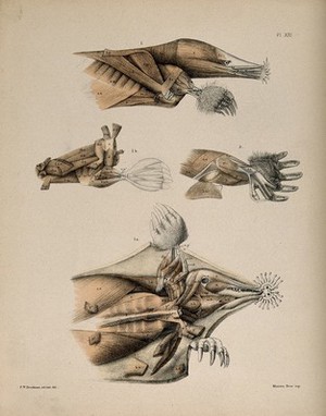 view Dissections of a mole: four figures, showing the muscles of the head and limbs. Lithograph by F.W. Brookman, 1880/1900?.