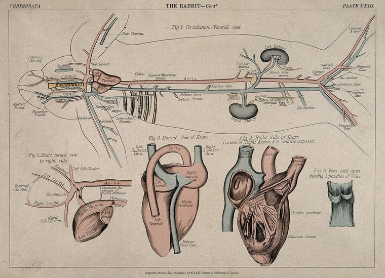 Circulatory system of a rabbit five figures, including the details of