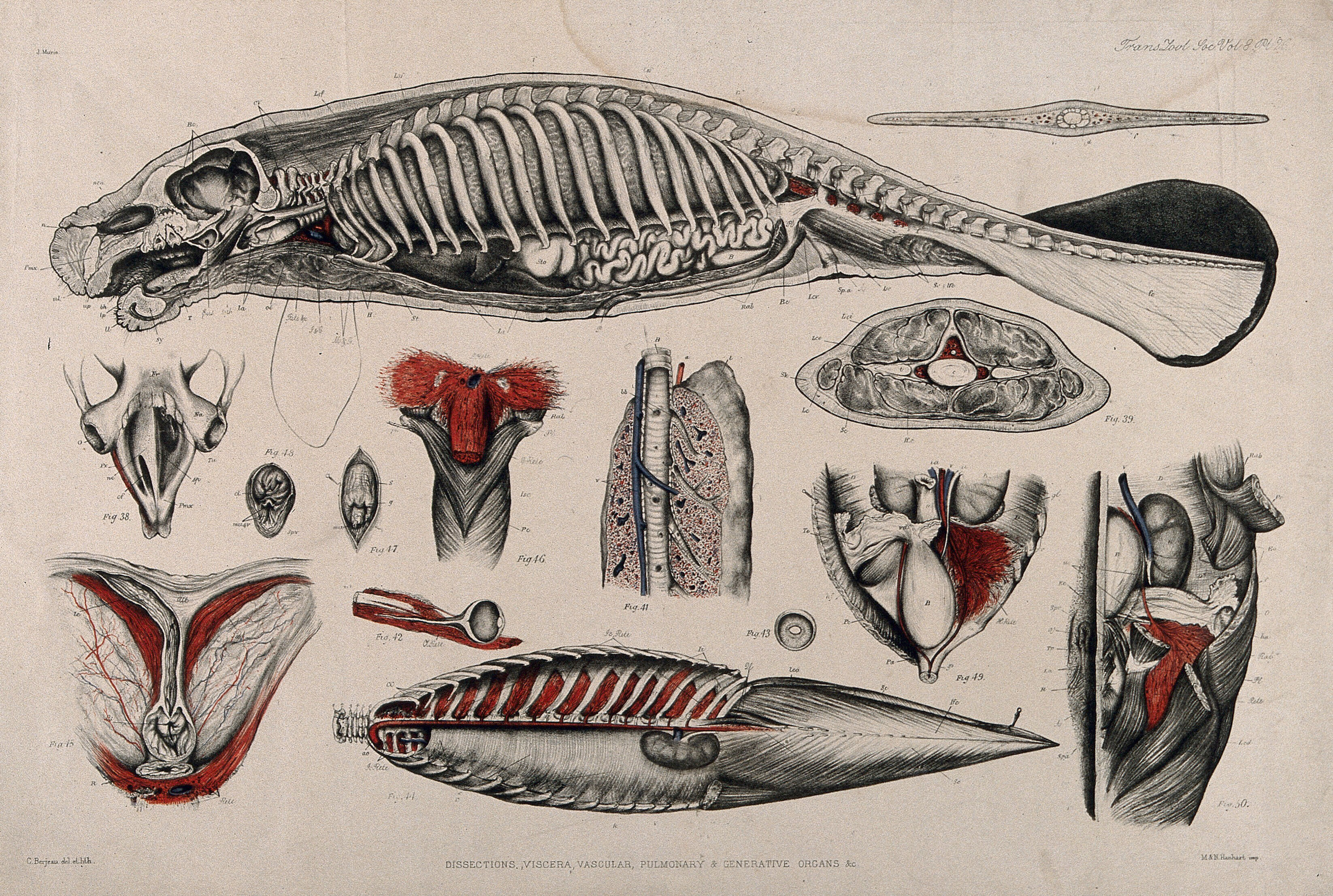 Dissection of a seal (or manatee?): fourteen figures ...