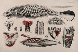 view Dissection of a seal (or manatee?): fourteen figures showing the skeleton, internal organs and circulatory system. Lithograph by C. Berjeau, 1872.