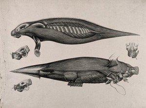 view An écorché seal (or manatee?): five figures showing the musculature of the body, with details of the muscles of the face. Lithograph by C. Berjeau, 1872.
