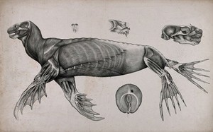 view An écorché seal: five figures showing the musculature of the body, with details of the muscles of the face. Lithograph by C. Berjeau, 1872.