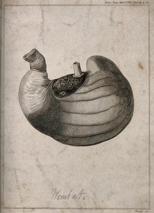 view Stomach of a male wombat, shown life-size, turned inside-out, and inflated. Line engraving by J. Basire after W. Clift, 1808.