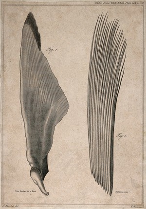 view Pectoral fin of a basking shark (squalus maximus): two figures. Line engraving by J. Basire after J. Howship, 1808.