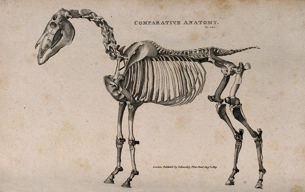 Skeleton of a horse: side view. Line engraving, 1809.