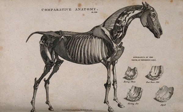 Écorché horse, side view: shown with four figures of teeth in horses of different ages. Line engraving, 1809.