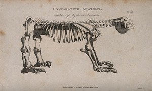 view Skeleton of a ground sloth (megatherium americanum): side view. Line engraving by Mutlow, 1809.