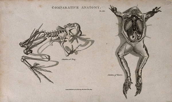 Skeleton and dissection of a frog, the latter showing the internal organs. Line engraving after a drawing by S. Edwards (?) 1809.
