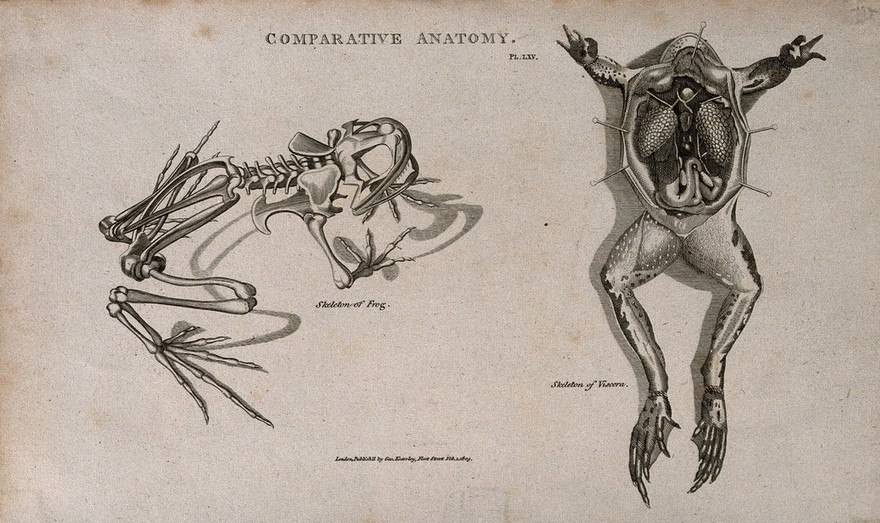Skeleton and dissection of a frog, the latter showing the internal organs. Line engraving after a drawing by S. Edwards (?) 1809.