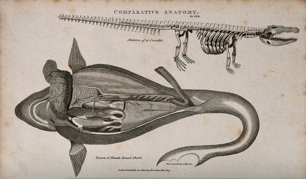 Skeleton of a crocodile with a dissection of a female round shark. Line engraving after a drawing by S. Edwards, 1809.