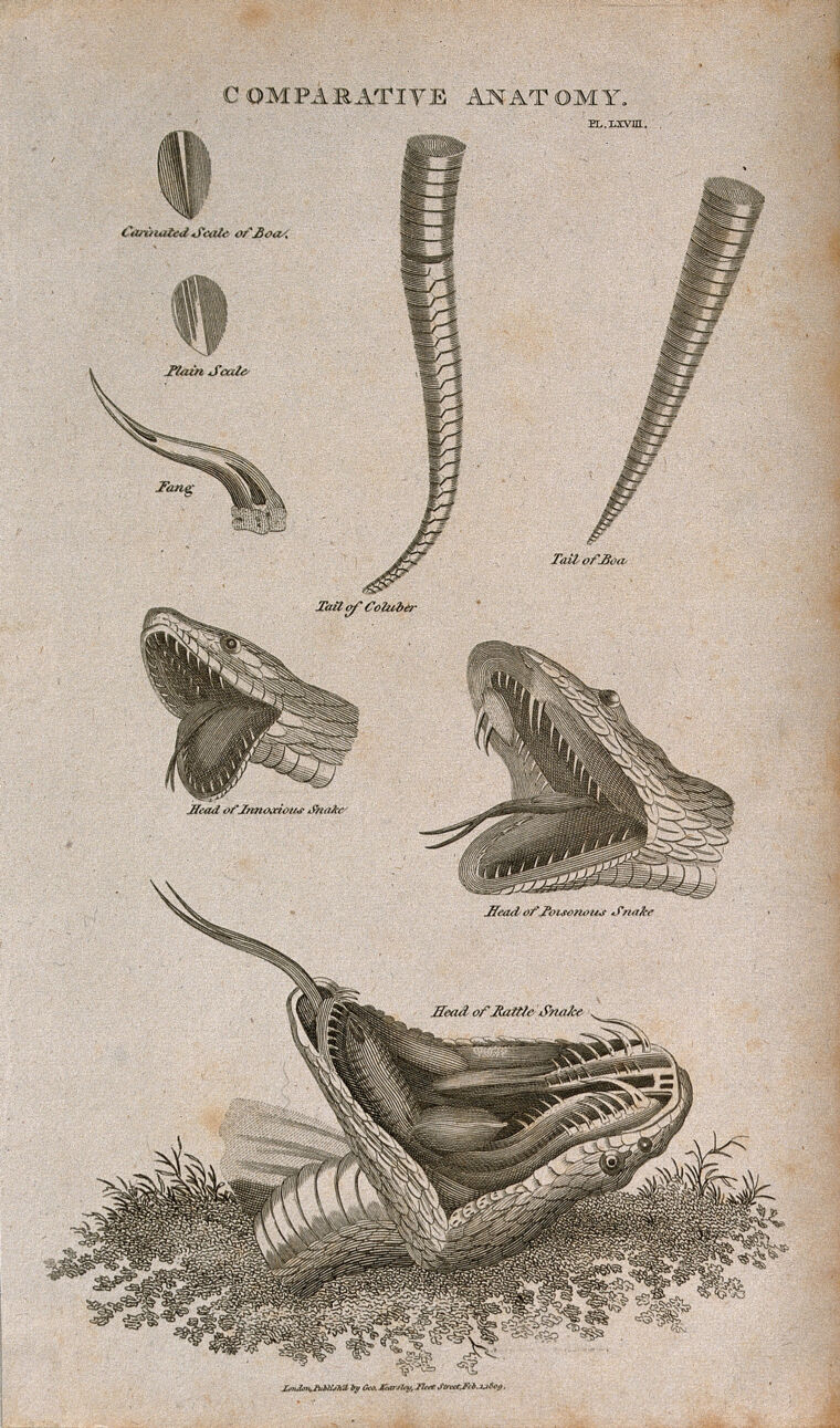 Anatomy of snakes: eight figures, including scales, a fang, the tails ...