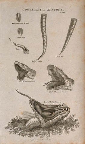Anatomy of snakes: eight figures, including scales, a fang, the tails of a boa and a columber snake, and the heads of three species, including a rattle snake, all shown with open jaws. Line engraving after a drawing by S. Edwards (?), 1809.