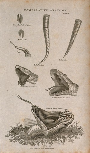 view Anatomy of snakes: eight figures, including scales, a fang, the tails of a boa and a columber snake, and the heads of three species, including a rattle snake, all shown with open jaws. Line engraving after a drawing by S. Edwards (?), 1809.