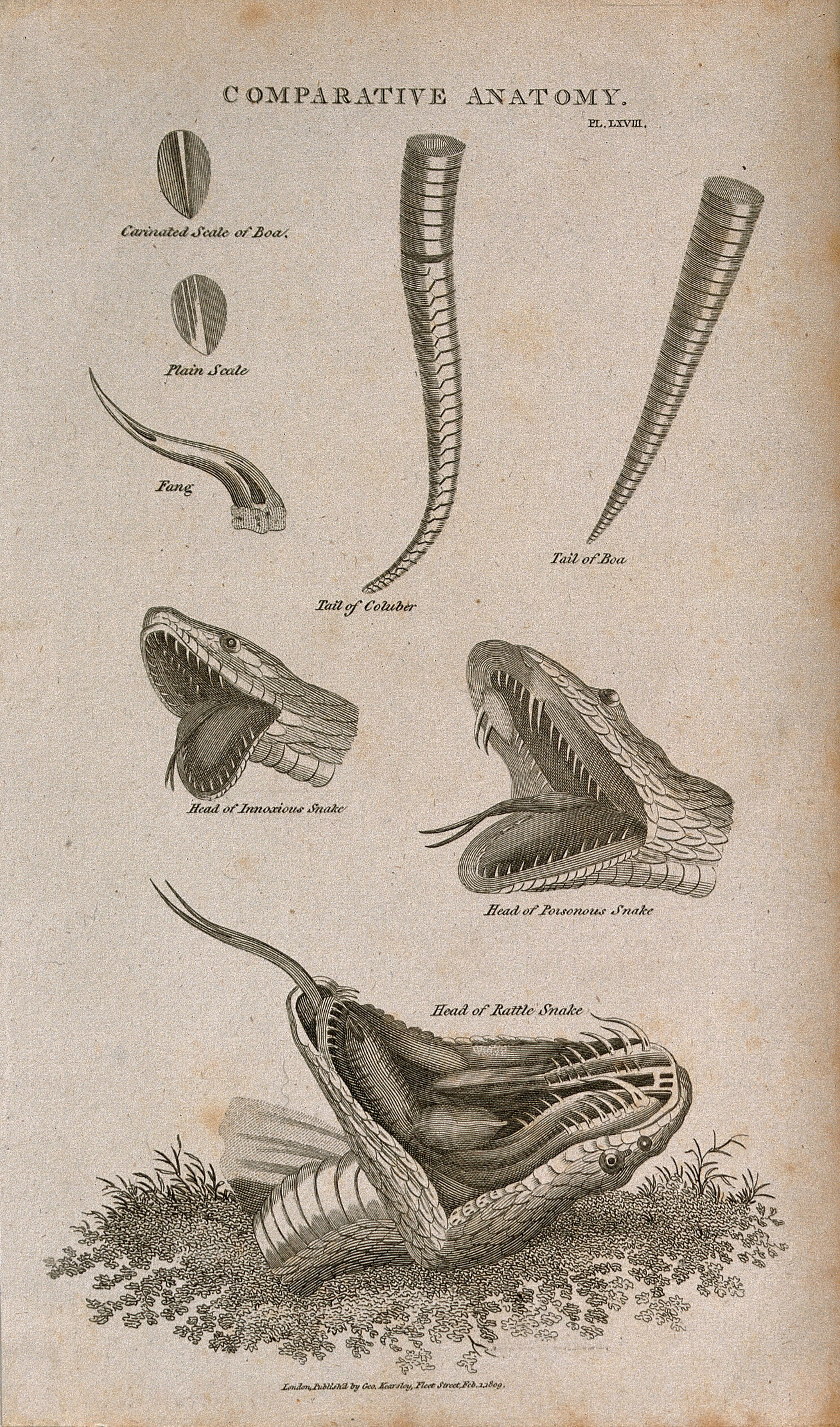 Anatomy of snakes eight figures, including scales, a fang, the tails