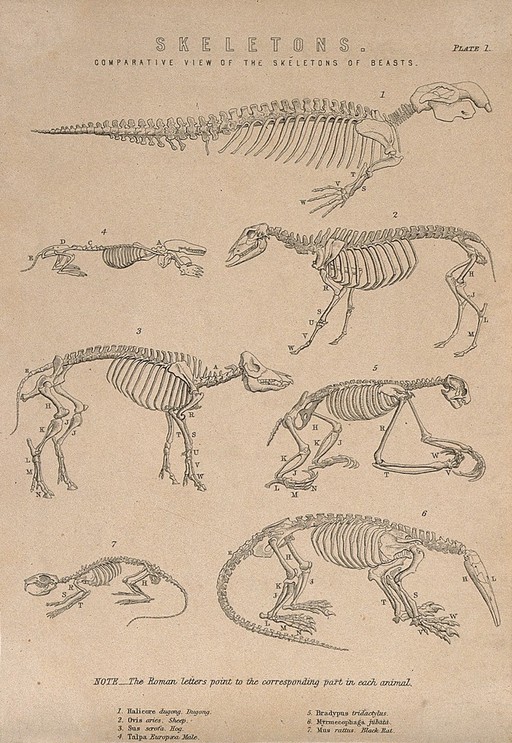 Skeletons of a dugong (halicore), a sheep, a pig, a mole, a three-toed sloth, a black rat and an anteater. Line engraving, 1830/1870?