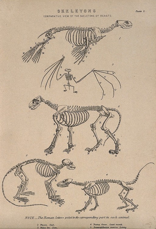 Skeletons of a seal, a bat, a lion, a coatimondi, and a lotong (monkey) Line engraving, 1830/1870?