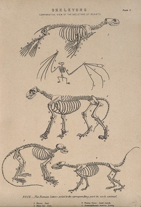 Skeletons of a seal, a bat, a lion, a coatimondi, and a lotong (monkey) Line engraving, 1830/1870?.