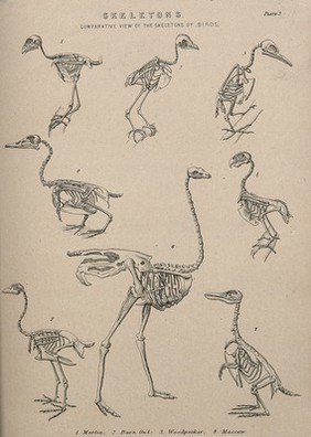 Skeletons of eight species of bird including a pigeon hawk (merlin), a barn owl, a woodpecker, a maccaw and an ostrich (?) Line engraving, 1830/1870?.