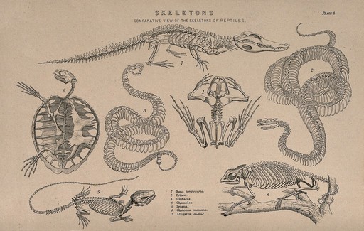 Skeletons of various reptiles: seven figures, illustrating the skeletons of an alligator, a turtle, a python, a rattlesnake, a frog, an iguana and a chameleon. Line engraving, 1830/1870?